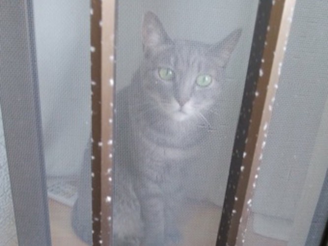 窓の外を眺める灰色猫