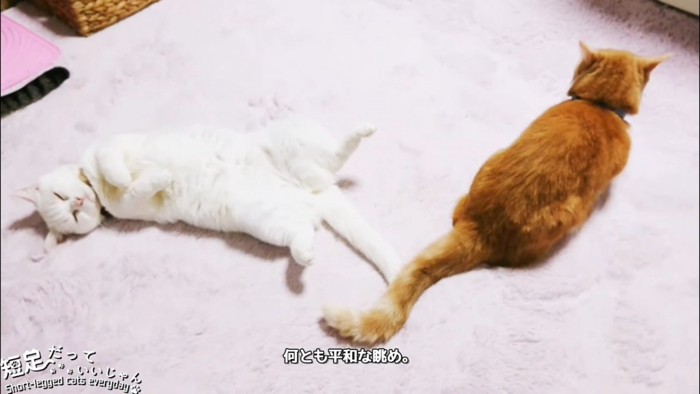 仰向けの猫と茶色い猫
