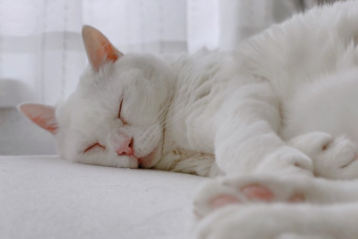 眠っている白猫