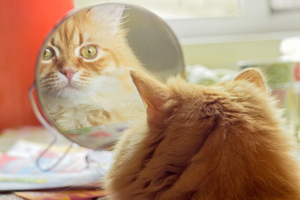 鏡にうつる長毛種の猫