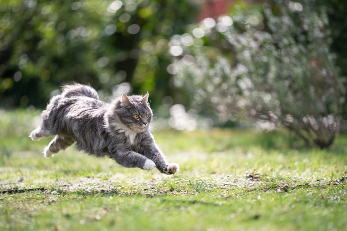 屋外で走り回る猫