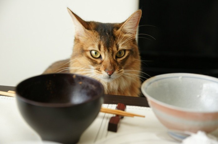 食卓の食器を見る猫
