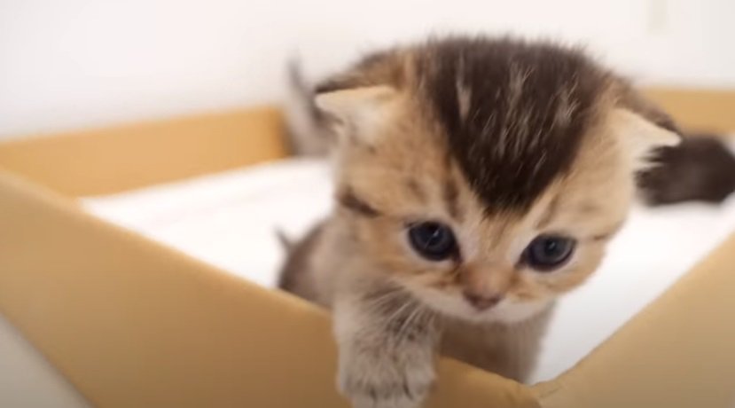 箱の外に顔を出す子猫