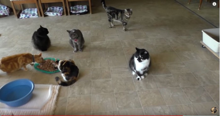 部屋の中に複数の猫
