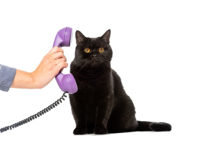 電話する猫