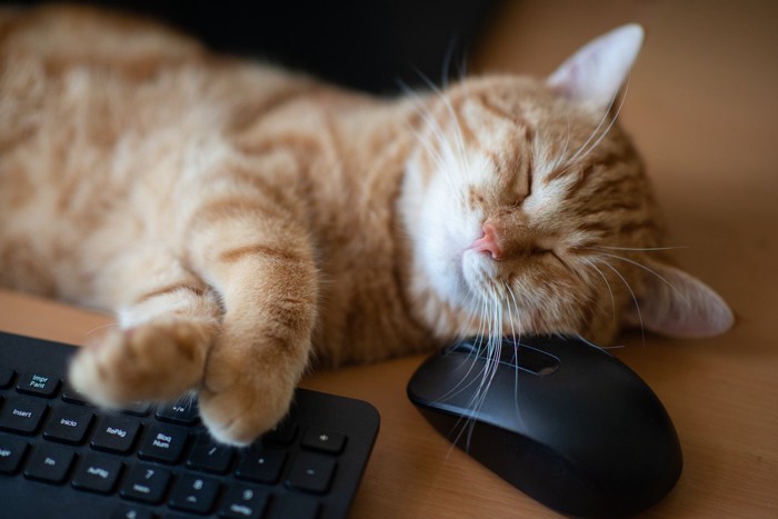 PCの前で眠る猫