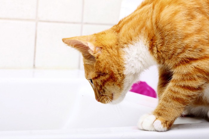 浴槽を覗き込む猫