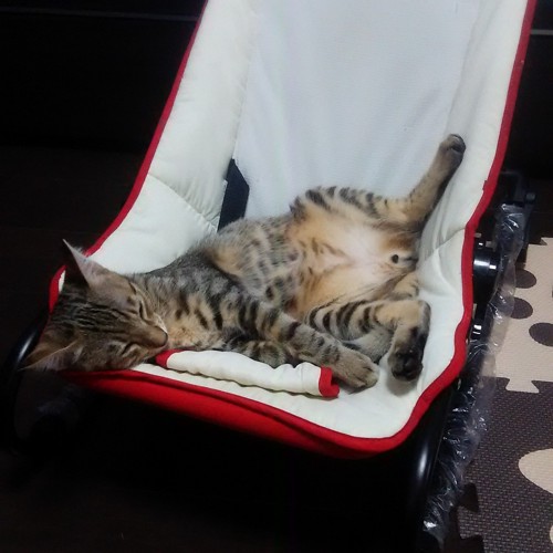 椅子で寝てる猫