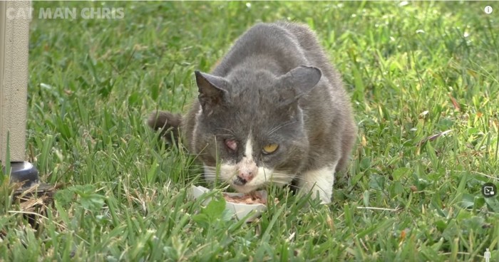 エサを食べる猫