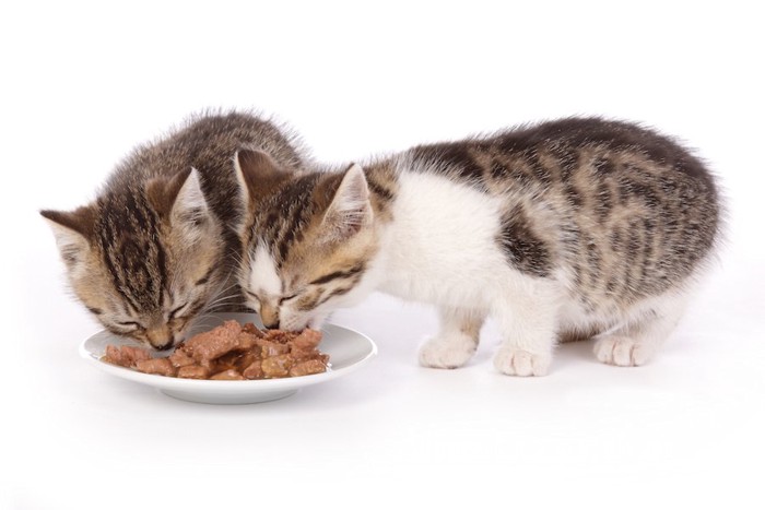 餌を食べる2匹の子猫