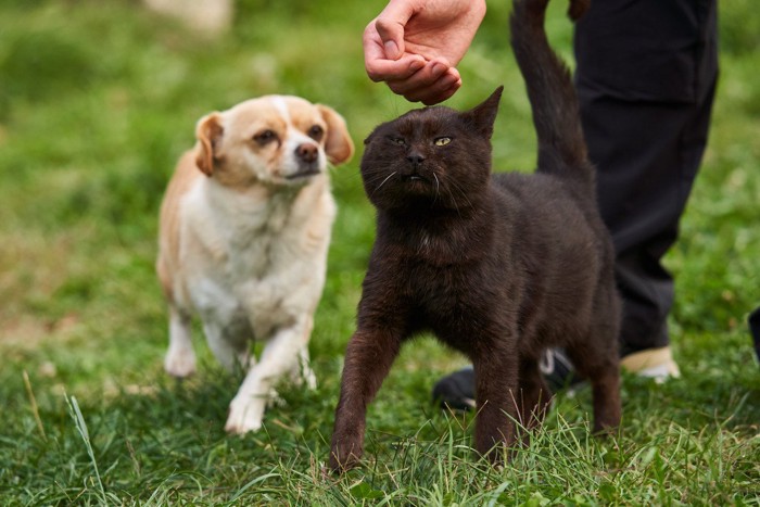 庭を走る犬と猫