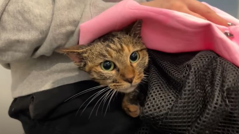 タオルで体を拭かれている猫