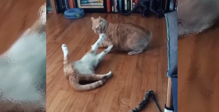 床の上でじゃれ合う2匹の猫