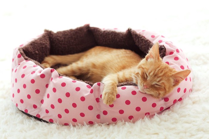 ピンクの猫用ベッドで眠る猫