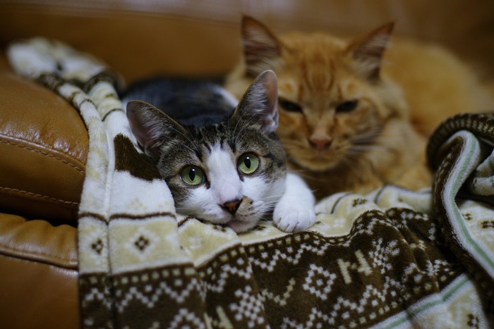 ソファの上の2匹の猫