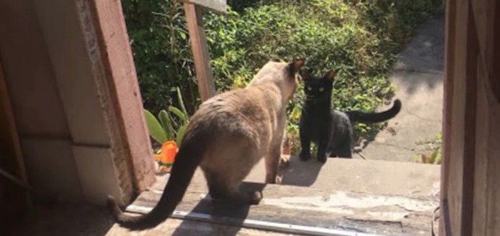シャム猫と黒猫