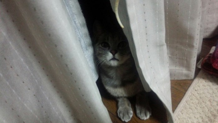 カーテンの隙間から覗いている灰色猫