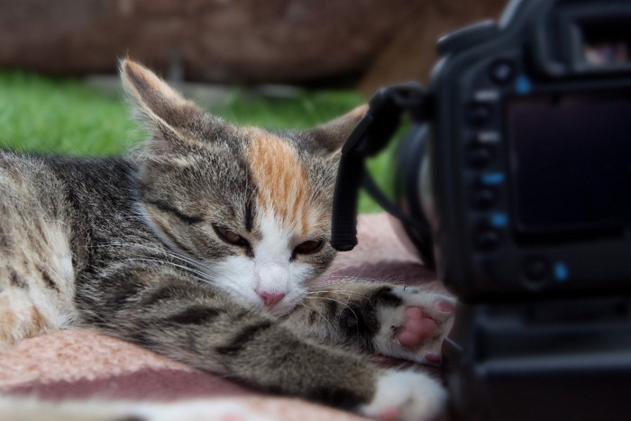 望遠カメラとイカ耳の子猫