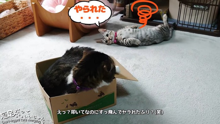 箱にはいる猫と仰向けの猫