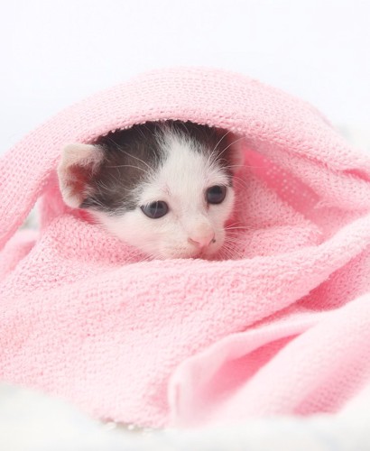 ピンクのタオルに包まれた子猫