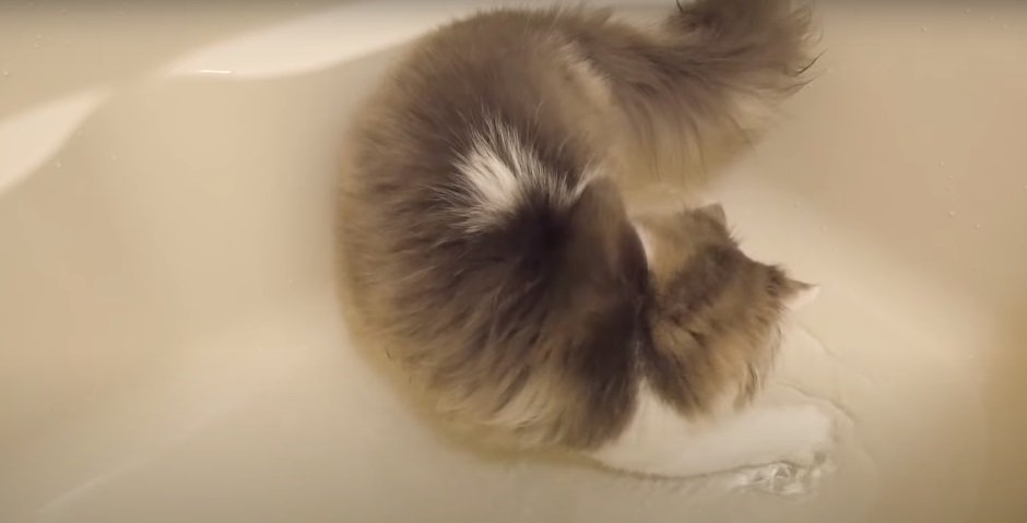 お湯がだんだんと張られてきた浴槽の中の猫