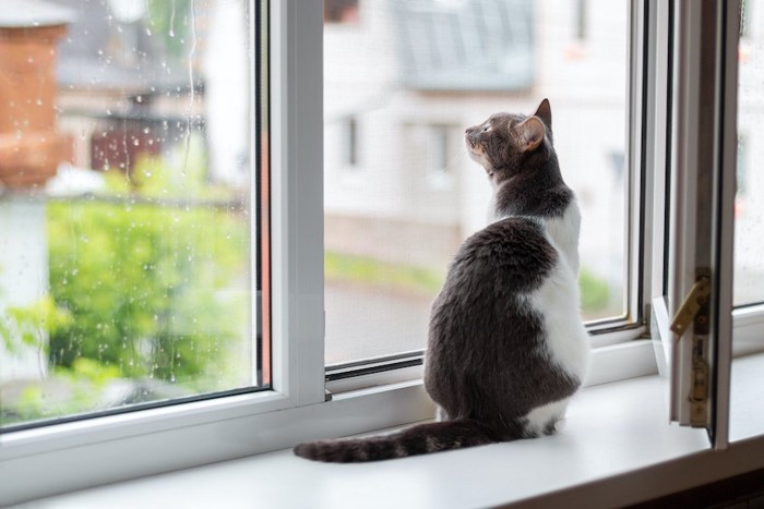 窓辺に座って外を見つめる猫