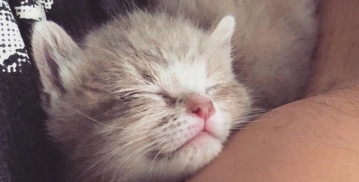 目を閉じた子猫の顔