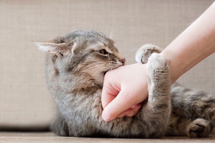 手に噛みつく猫