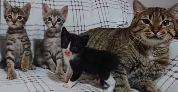 3匹の子猫とキジトラ猫
