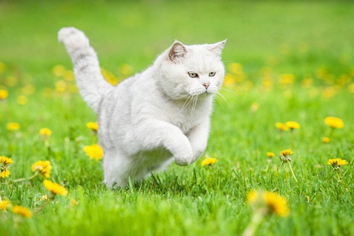 草原を走る猫