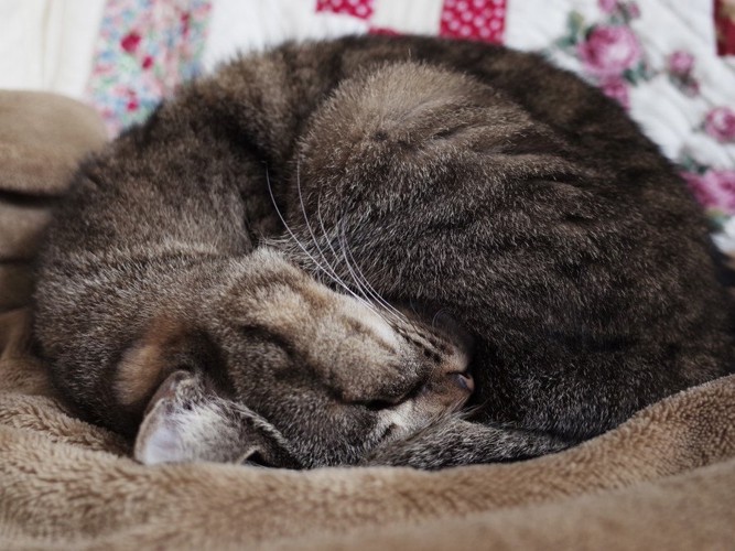 毛布の上で丸くなって寝る猫