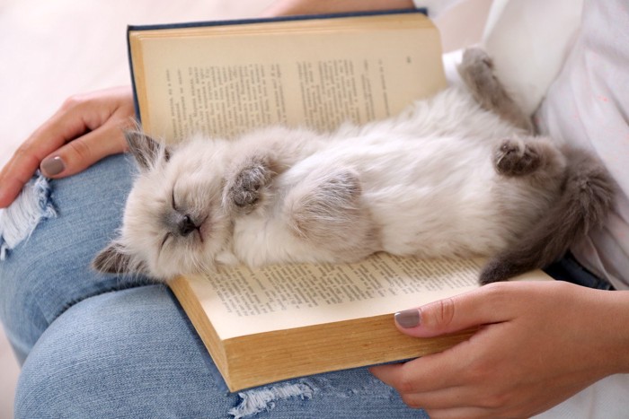 本の上で寝る猫