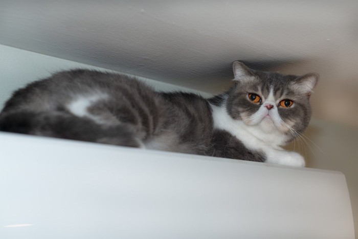エアコンの上でくつろぐ猫