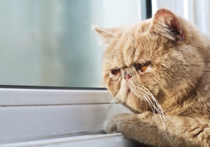 悲しげに窓の外を見つめる猫