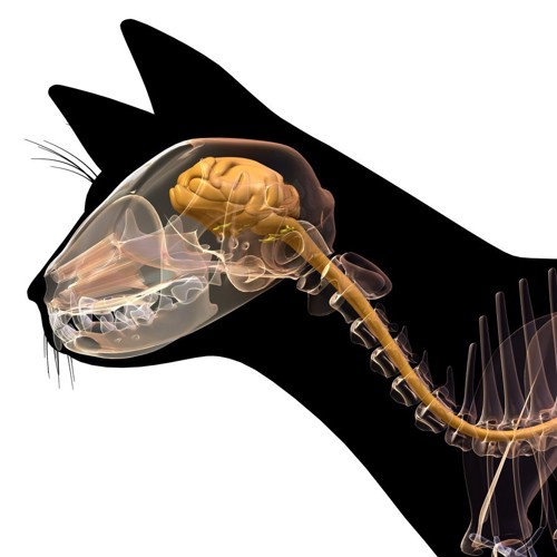 猫の脳や頭蓋骨が見えるイラスト
