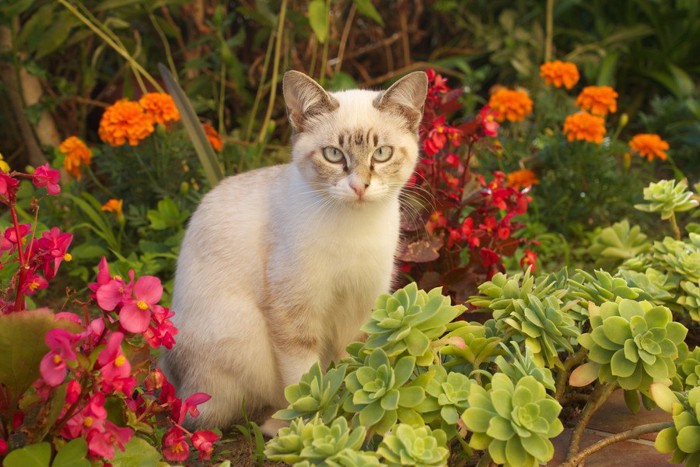 花壇に座る猫