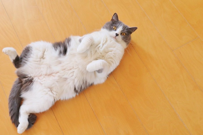 床の上で寝転ぶハチワレ猫