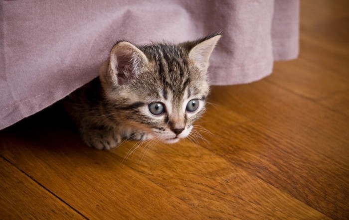 ベッドの下からのぞく猫
