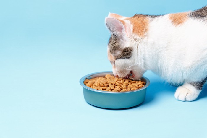 キャットフードを食べる子猫