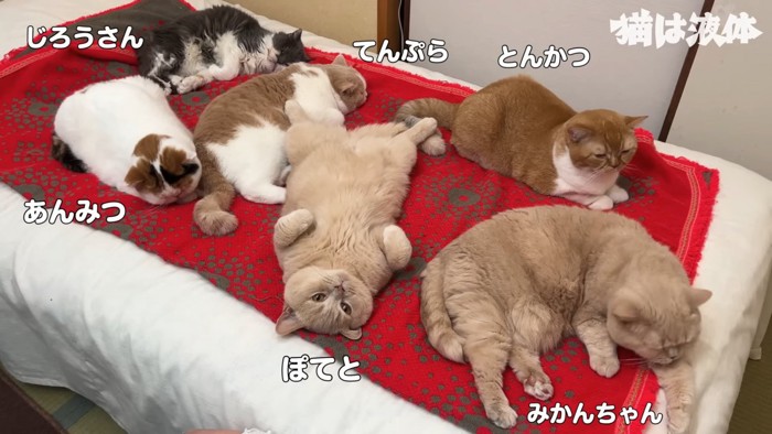 ベッドの上で寝る猫たち
