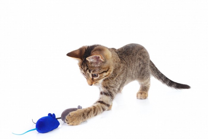 ねずみのおもちゃで遊ぶ子猫