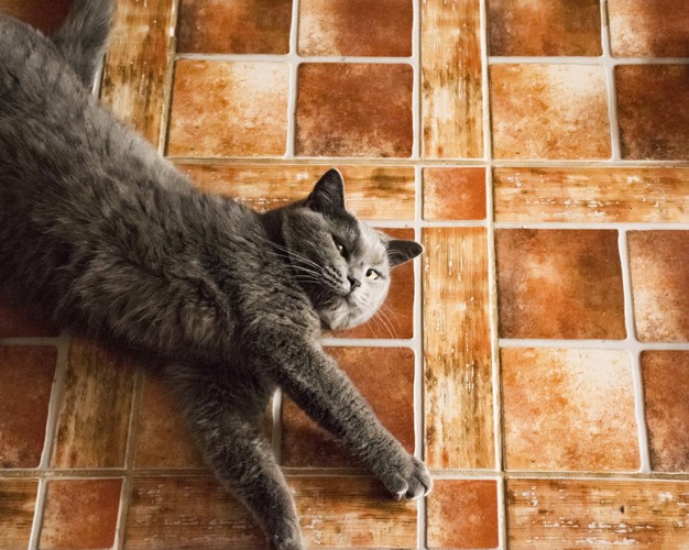 床の上に寝転ぶ猫