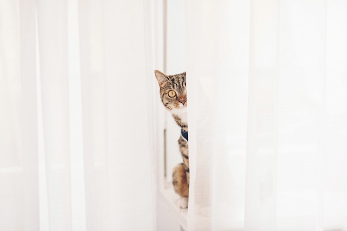カーテンの陰からこちらを見る猫