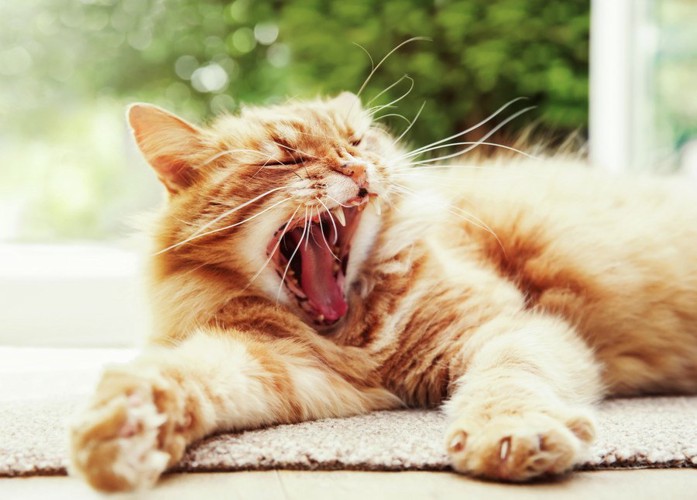 あくびをしている猫