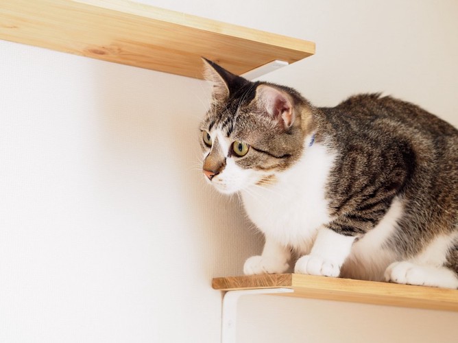 壁に取り付けられたキャットウォークのステップに座る猫