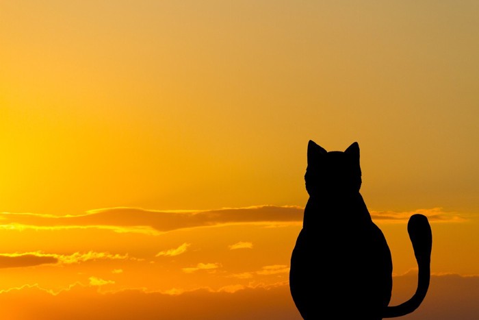 夕日を眺める猫