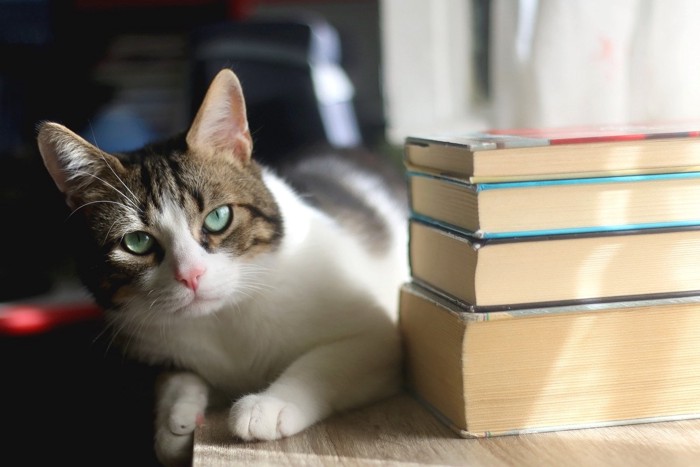 本の横にいる猫
