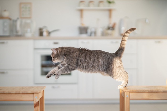ジャンプしている猫