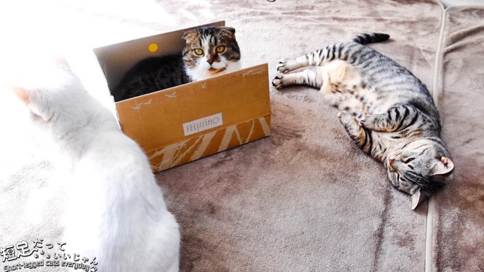 箱に入る黒系の猫とまわりにいる2匹の猫