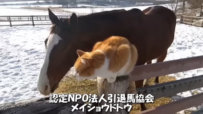 同じ方向を向く馬と猫
